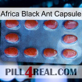 Africa Black Ant Capsule 06